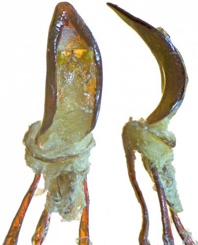 Otiorhynchus arcticus monticola